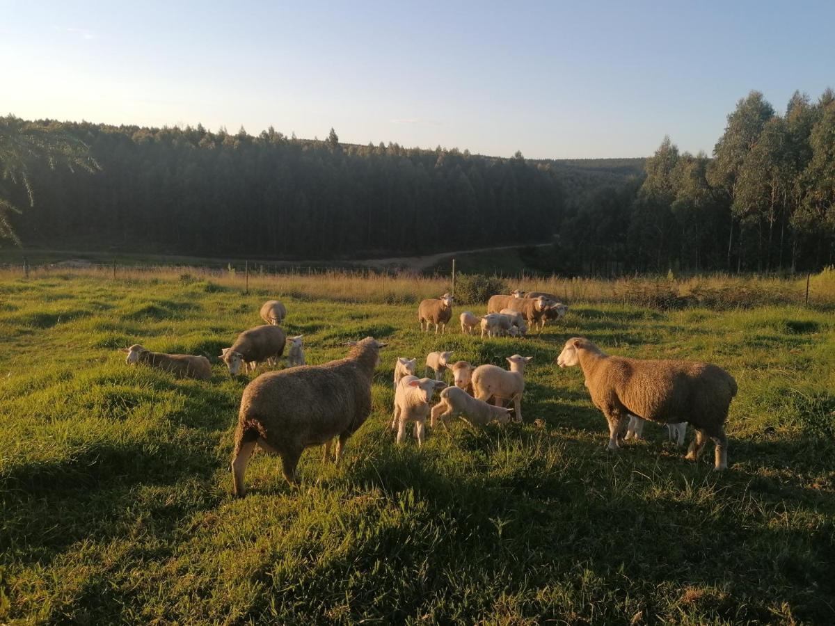 Rocks & Roses Farm Stay Lochiel Zewnętrze zdjęcie